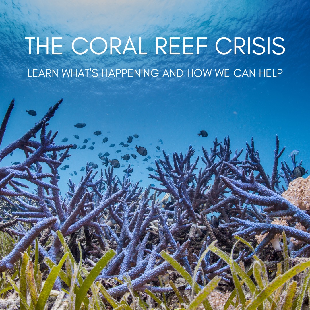 Introing our blog and explaining what has been happing to our coral reefs and how you can help them.
